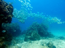Manchones Reef IMG 3093
